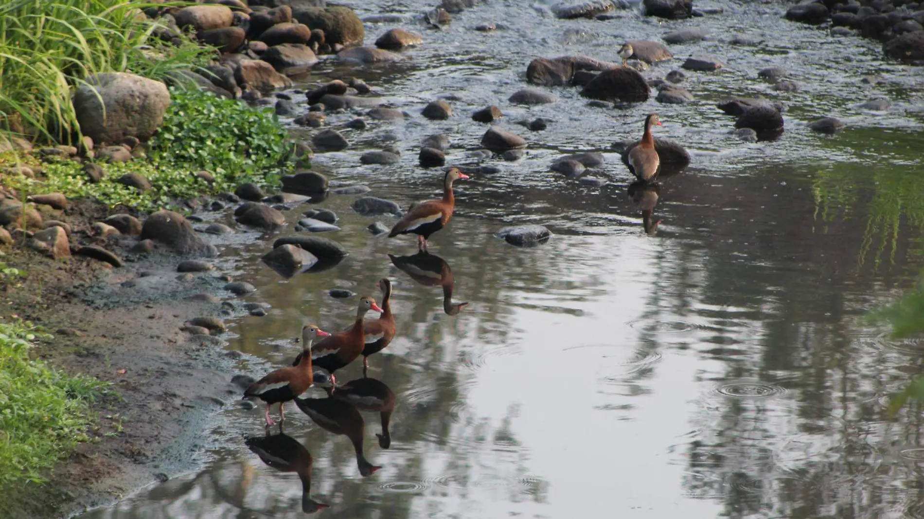 Fauna en el río Orizaba 